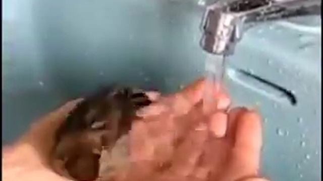 Воробей моется в руках 👍 смотреть онлайн