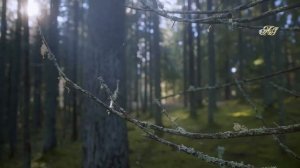 ?НЕОБЪЯСНИМЫЙ СЛУЧАЙ в Якутской тайге! Происшествие на охоте!