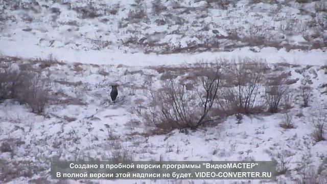 Кабан смотреть онлайн