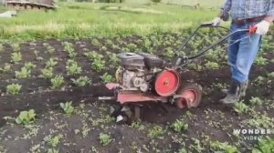 Междурядная обработка, прополка картофеля  мотоблоком