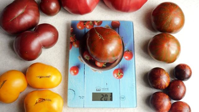 Коренастый томатный красавец! Гном Шоколадная Молния смотреть онлайн