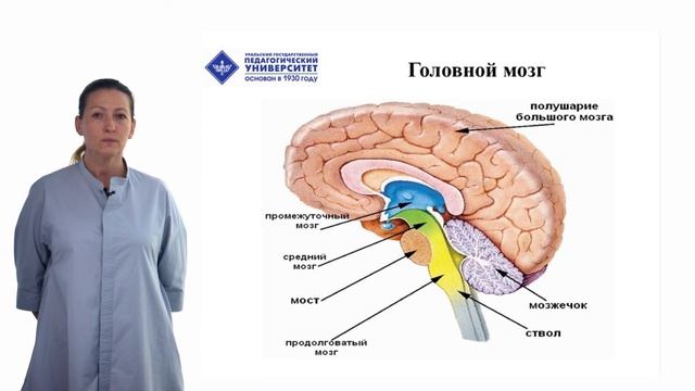 Лекция 4. Нервная система - органическая структура для процессов обучения и воспитания смотреть онлайн
