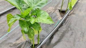 Капельный полив. Грядка перцев под агроволокном и с капельным поливом.