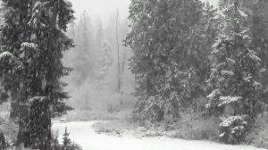 Сергей Васюта и Сладкий Сон   На Белом Покрывале Января