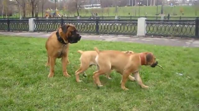 Карина и Джи смотреть онлайн