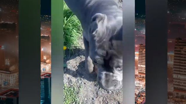 Питание Кане Корсо. чем кормить?.Только натуралка?! смотреть онлайн