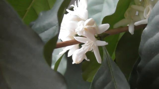 Кава арабіка (Coffea Arabica) в домашніх умовах. Кавове дерево - цвітіння, дозрівання кавових ягід смотреть онлайн