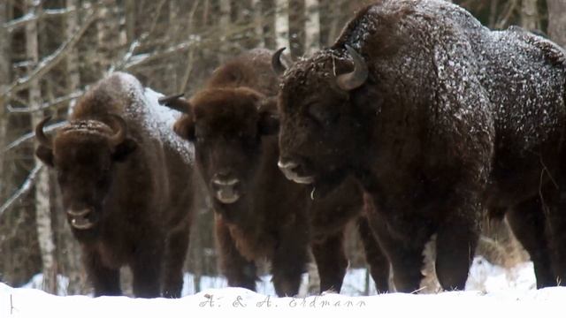Зубры и сено. EUROPEAN BISON (Bison bonasus) смотреть онлайн