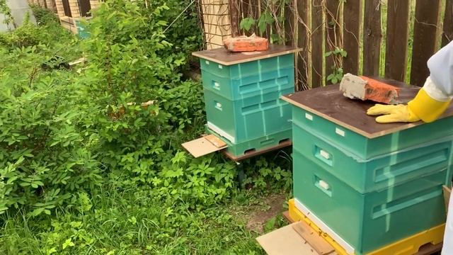 Как я завел пчел. Мой первый опыт и сразу 70 килограммов меда! смотреть онлайн
