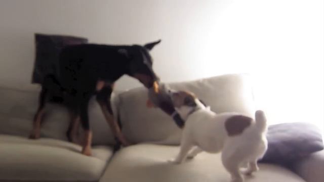 doberman vs jack russell смотреть онлайн