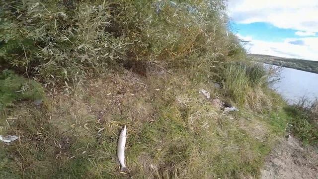 Береговой джиг. Осень.Хищник. Ока 2108. Кашира. смотреть онлайн