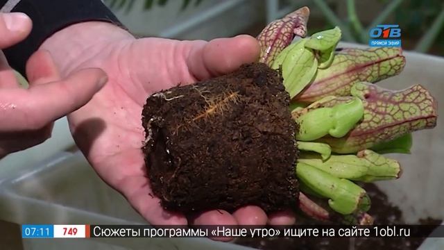 Растения — хищники спасут дом от мух и комаров! в рубрике «Руки садовода» смотреть онлайн