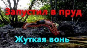 Готовлюсь к рекордному урожаю. Запустил рыбу в пруд.