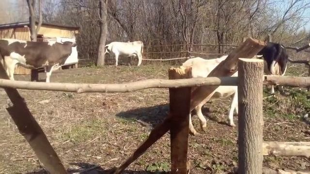 Коровы первый раз увидели солнце и травку)) коровы на пастбище)) поломали загон)) первый выгул. смотреть онлайн