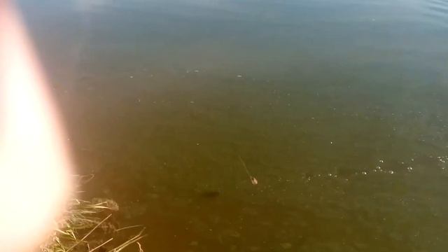 ДЮТЬКОВО #нарские 8 пруд смотреть онлайн