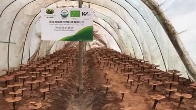 organic Ganoderma lucidum（Reishi）farm смотреть онлайн