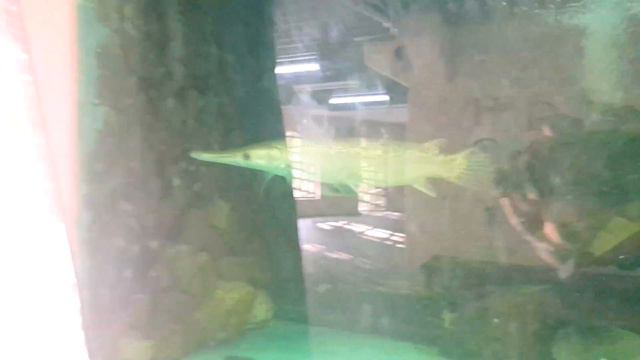 Turtle and Fish swimming together in Dusit Zoo Bangkok смотреть онлайн