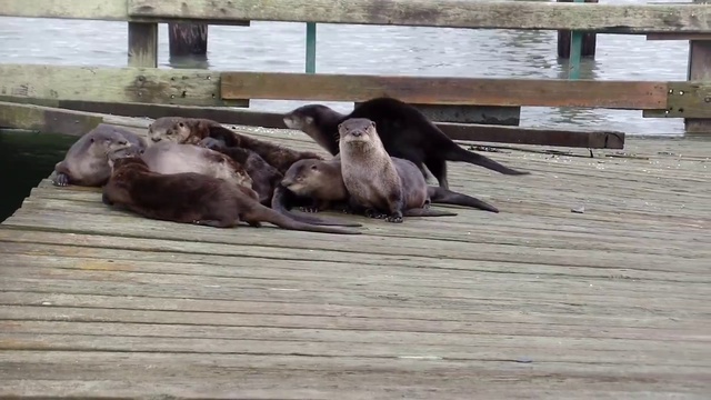 Семейное пати у выдры на хате смотреть онлайн