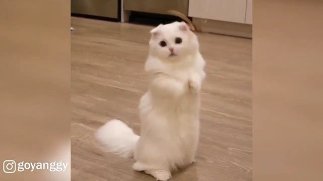 Playful Scottish Fold Munchkin Cat смотреть онлайн