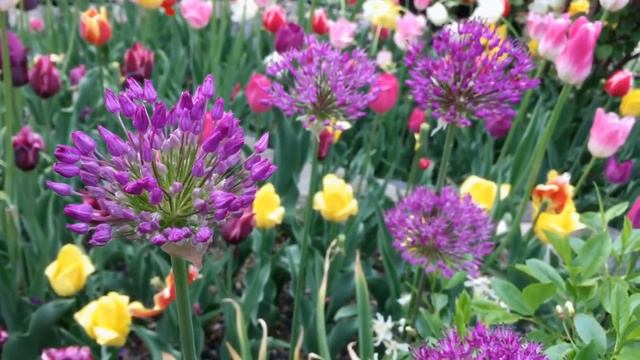 Fun Garden Moments: Allium