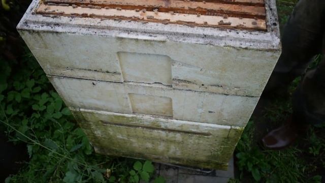 Пасека на садовом участке или как мы с КЭПОМ собирали мед 2019 смотреть онлайн