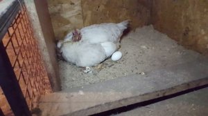 У курицы наседки крысы съедают яйца