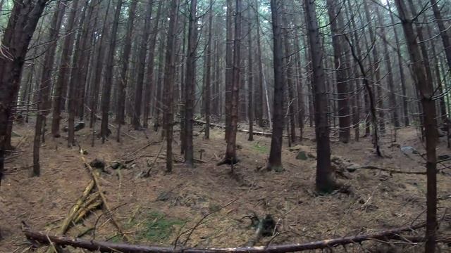 По Гриби Білі в Карпати смотреть онлайн