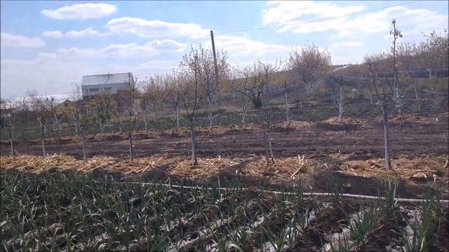 Спасительный полив чеснока  Апрель 2020