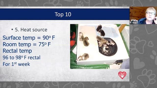How to Care for Newborn Puppies & Kittens: Neonatal Care with Dr. Greer смотреть онлайн