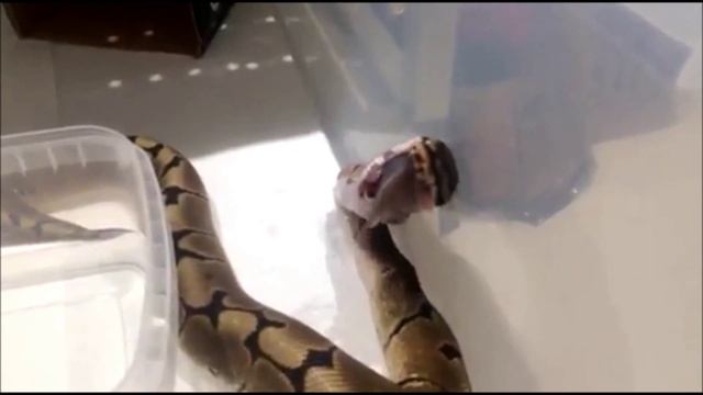 Cold Blooded Cave - Ball Python Post Shed Feeding смотреть онлайн