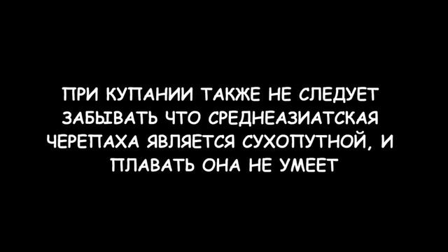Среднеазиатская черепаха смотреть онлайн
