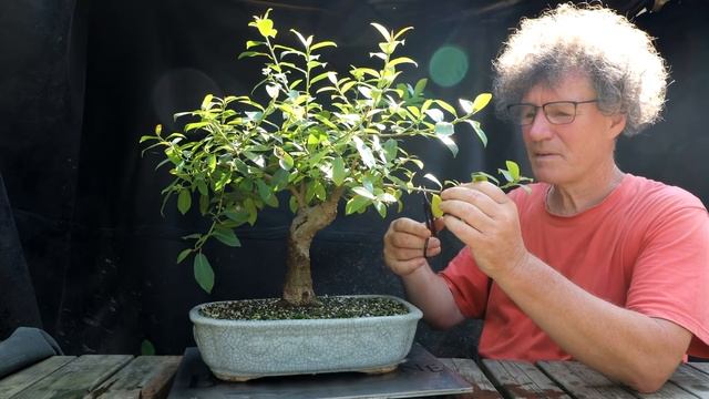 My Glass Greenhouse and Natal Ficus , The Bonsai Zone, August 2021 смотреть онлайн
