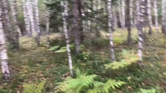 Красота белорусского леса!!! смотреть онлайн