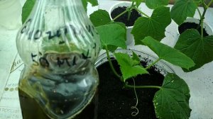 перевалка рассады огурцов в пятилитровки. #огурцынаокне #пересадкаогурцов #чемподкормитьранниеогурц