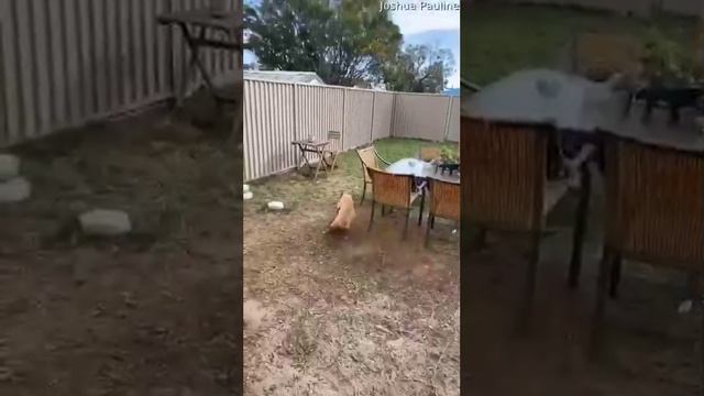 Видео,приколы,юмор,смех смотреть онлайн