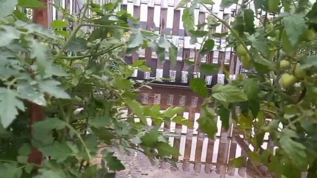 How to Grow Tomatoes on The Rooftop [SIMPLY GARDEN USING ORGANIC KITCHEN WASTE ] смотреть онлайн