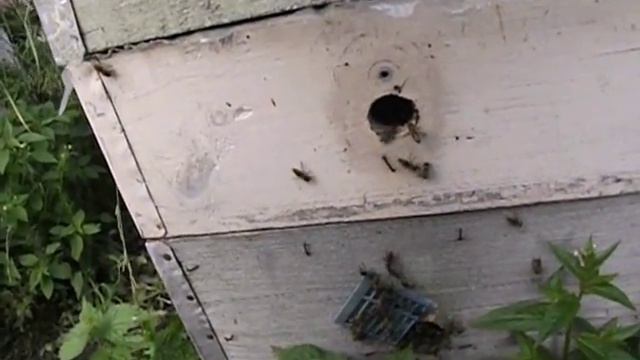 подсадка плодной матки через сетчатый колпачок - смена матки в семье пчел смотреть онлайн