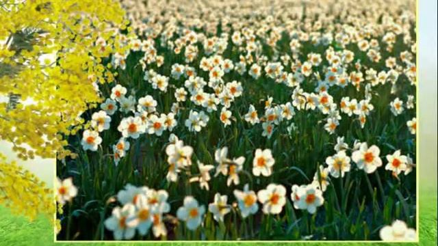 Поздравление с 8 марта - Мимоза и нарциссы смотреть онлайн