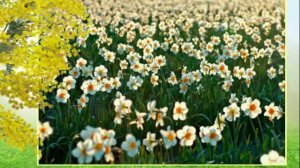 Поздравление с 8 марта - Мимоза и нарциссы