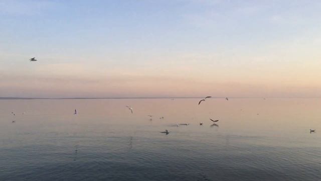 Вечер на Обском море. ОбьГЭС много чаек. Про Новосибирск. смотреть онлайн