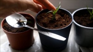 Бутылочное дерево (Нолина) из семян.ДО и ПОСЛЕ (спустя 8 месяцев)