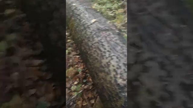 Солонец для зверя смотреть онлайн