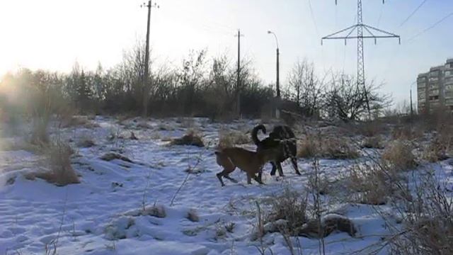 Маркус и Жанна_милые бранятся только тешатся_22.01.2011.AVI смотреть онлайн