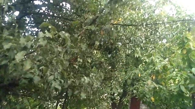 Квартиранты. Подарок моей любимой даче. А что там еще на огородике? #дача #осінь #2023 смотреть онлайн