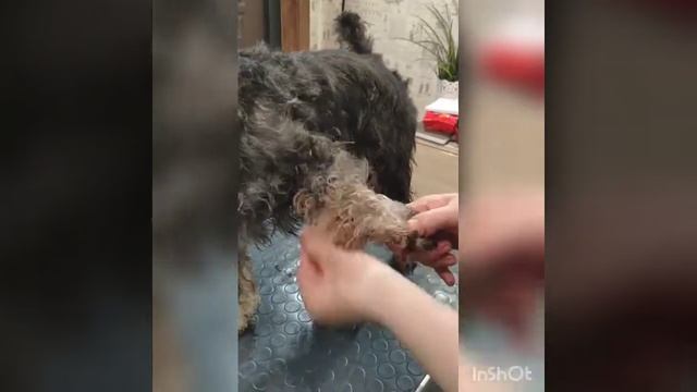 Мытье и сушка шнауцера смотреть онлайн