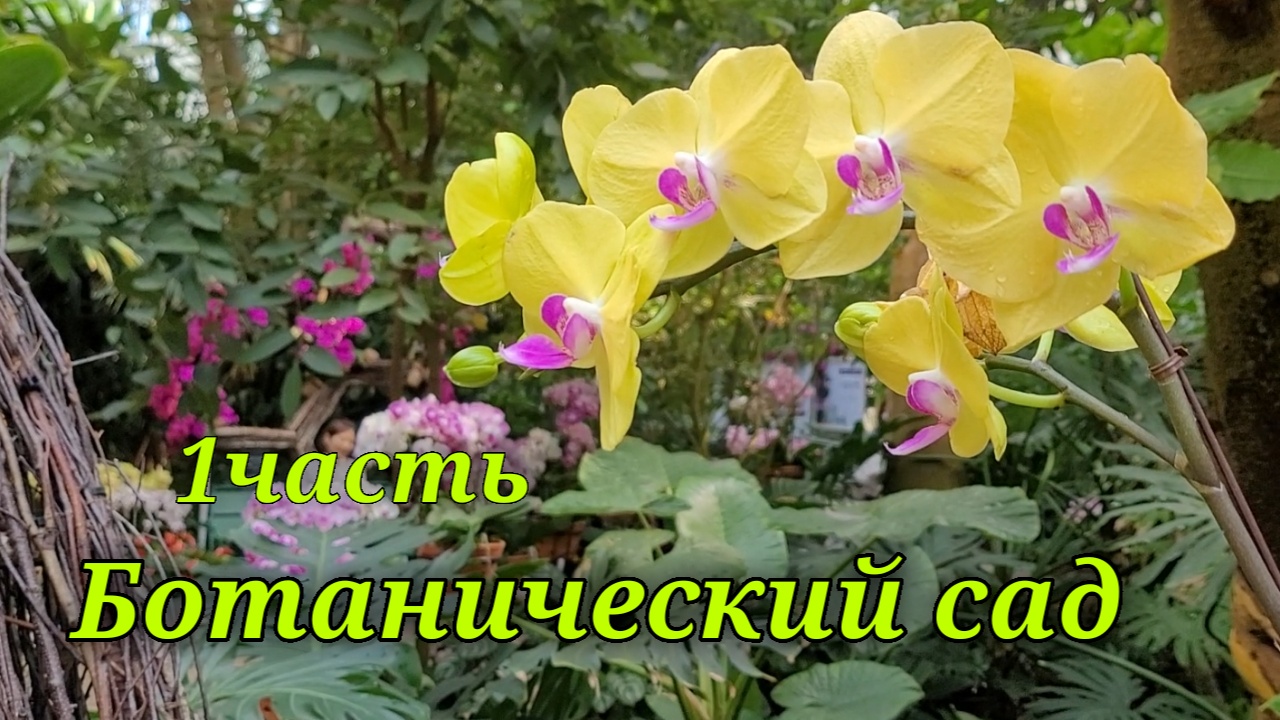 Ботанический сад. Орхидеи в природе. 1 часть. смотреть онлайн