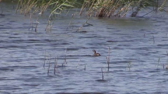 Canon HF-G30 2x EXTENDER TEST смотреть онлайн