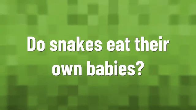 Do snakes lay eggs from their mouth? смотреть онлайн