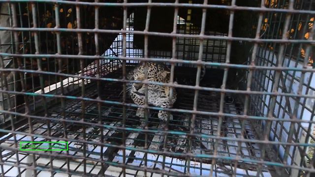 Young...Wild and Free...a Leopard returns home... смотреть онлайн