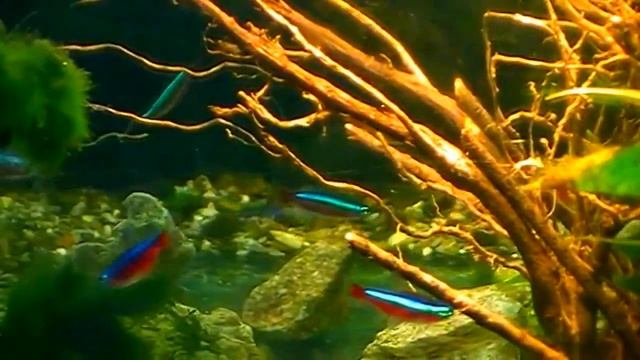 #Aquarium. Красные неоны. смотреть онлайн